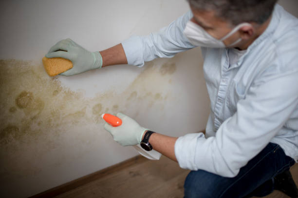 Best Residential Mold Remediation in Juneau, AK