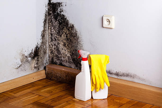 Best Mold Remediation for Specific Building Types in Juneau, AK